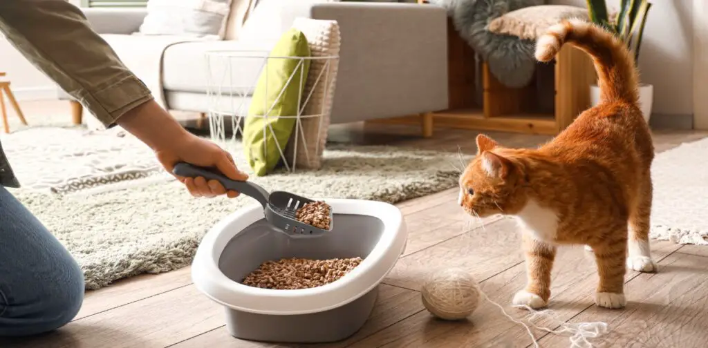 How does technology revolutionize cat care habits?